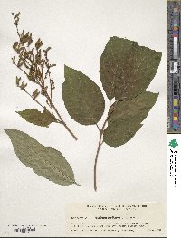 Image of Syringa josikaea