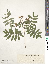 Sorbus commixta image