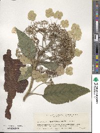 Image of Hydrangea sargentiana