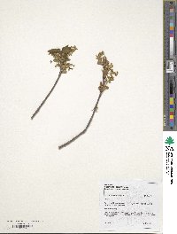 Acer argutum image