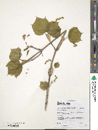 Acer tegmentosum image