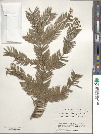 Cephalotaxus harringtonia image