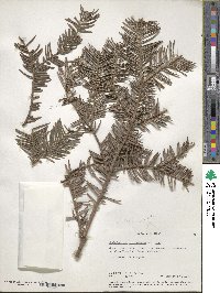 Cephalotaxus harringtonia image