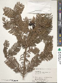 Cephalotaxus harringtonia var. nana image