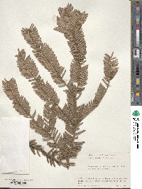 Cephalotaxus harringtonia image