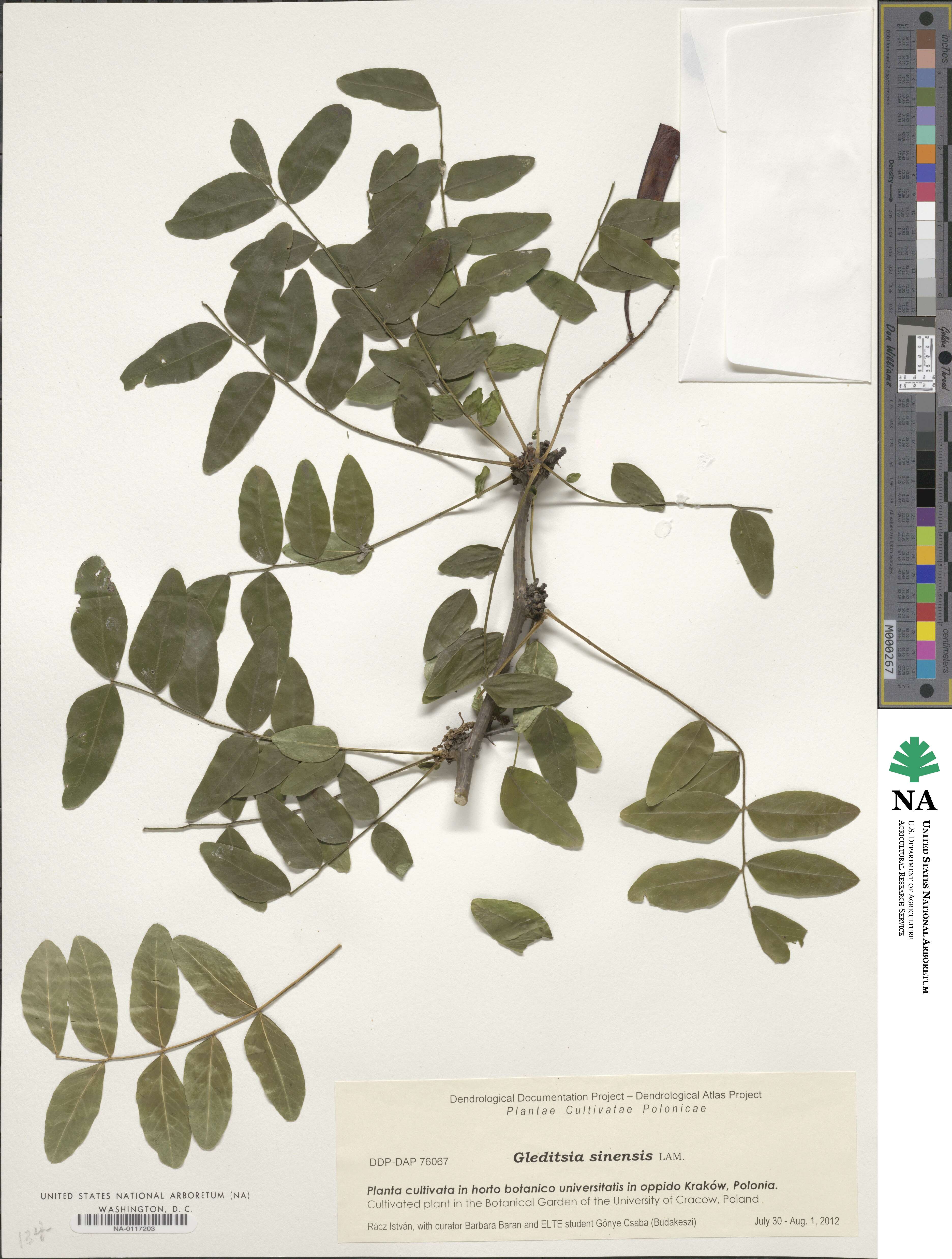 Gleditsia sinensis image