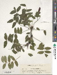 Gleditsia sinensis image