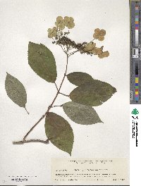 Hydrangea heteromalla image