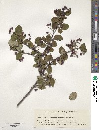 Cotoneaster integerrimus image