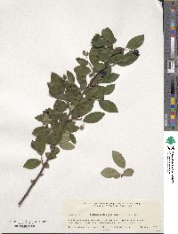 Cotoneaster moupinensis image