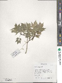 Fraxinus bungeana image