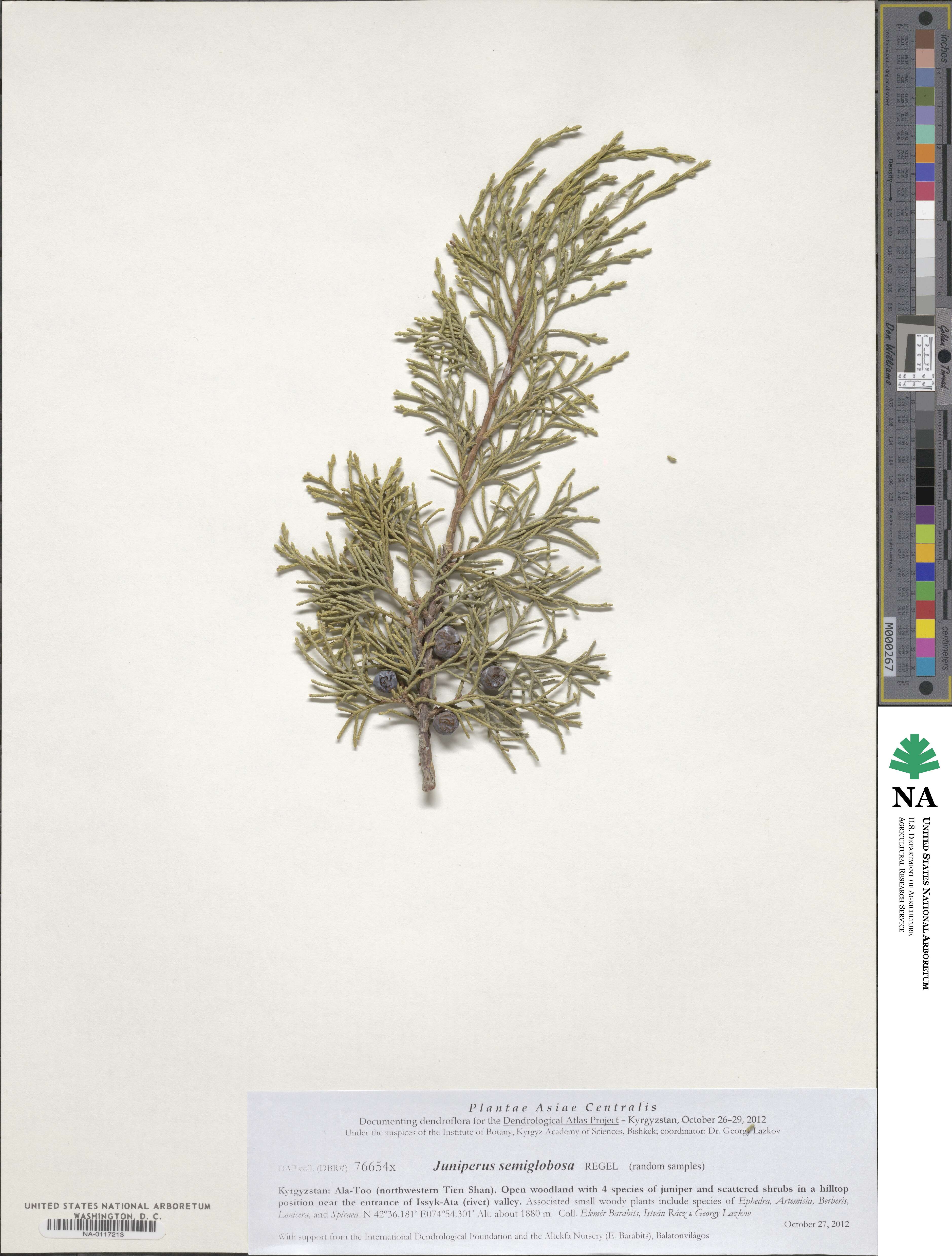 Juniperus semiglobosa image