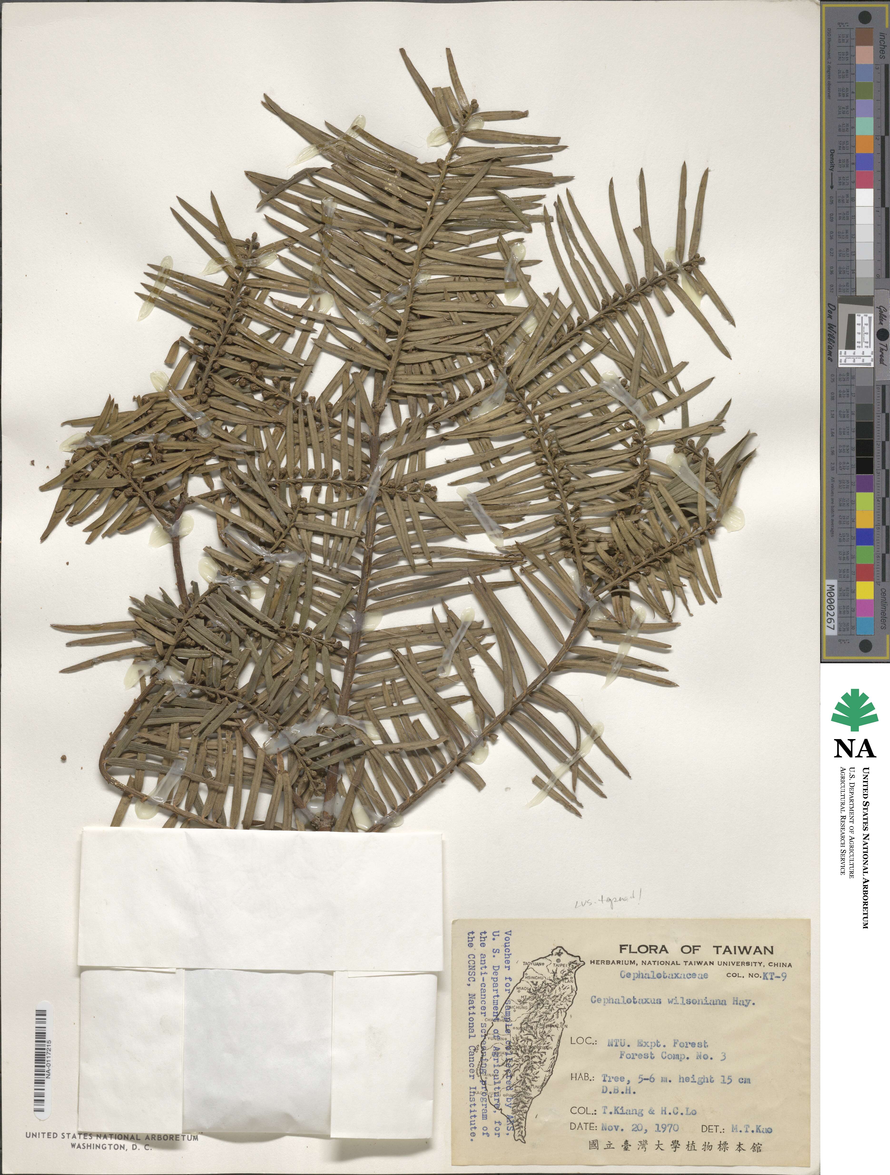Cephalotaxus harringtonia var. wilsoniana image