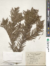 Cephalotaxus harringtonia image