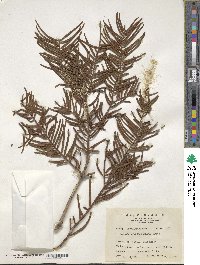 Cephalotaxus harringtonia image