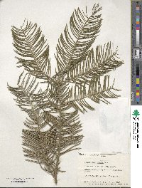 Cephalotaxus harringtonia image