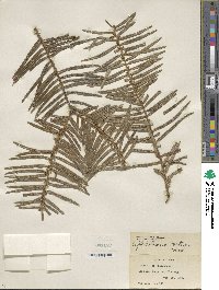 Cephalotaxus fortunei image