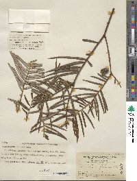 Cephalotaxus fortunei image