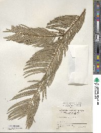 Cephalotaxus fortunei image