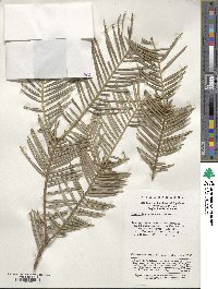 Cephalotaxus fortunei image