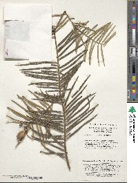 Cephalotaxus fortunei image