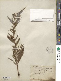 Cephalotaxus fortunei image