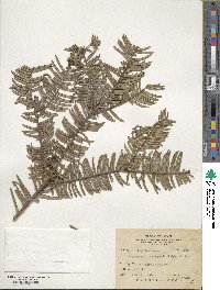 Cephalotaxus harringtonia image