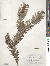 Cephalotaxus harringtonia image