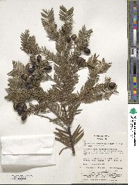 Cephalotaxus harringtonia var. nana image