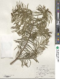 Cephalotaxus harringtonia image