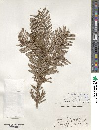 Cephalotaxus harringtonia image