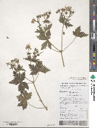 Geranium sylvaticum image