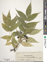 Phellodendron amurense image