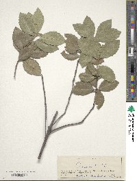 Quercus ilex image