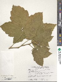 Rubus parviflorus image