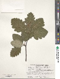 Scandosorbus intermedia image