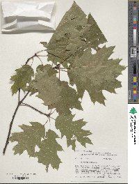 Quercus rubra image