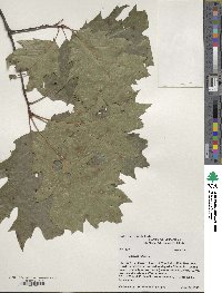 Quercus rubra image