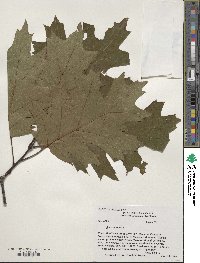 Quercus rubra image