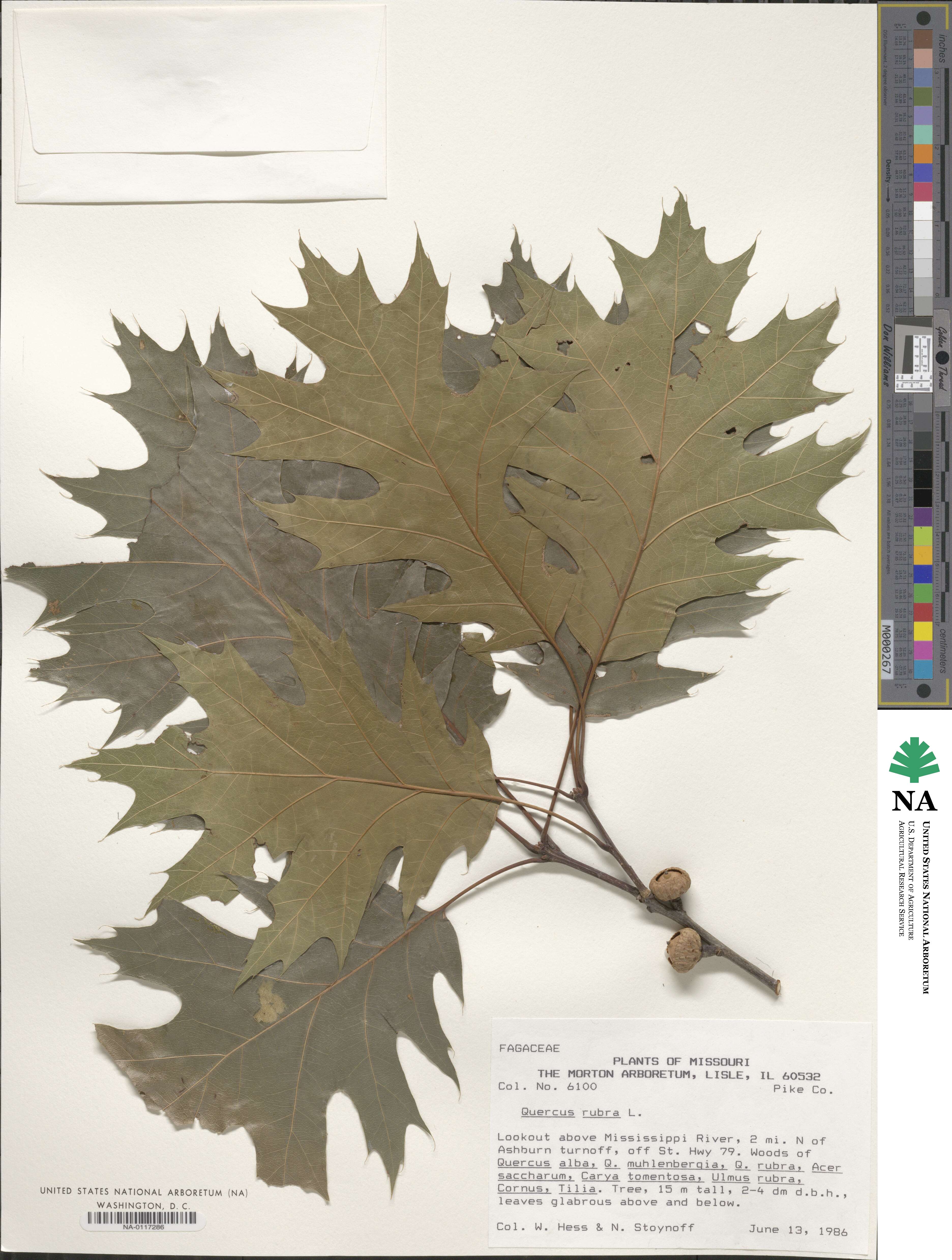 Quercus rubra image