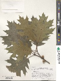 Quercus rubra image