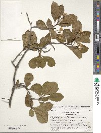 Crataegus punctata image