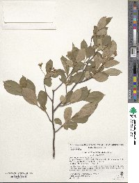 Aronia melanocarpa image