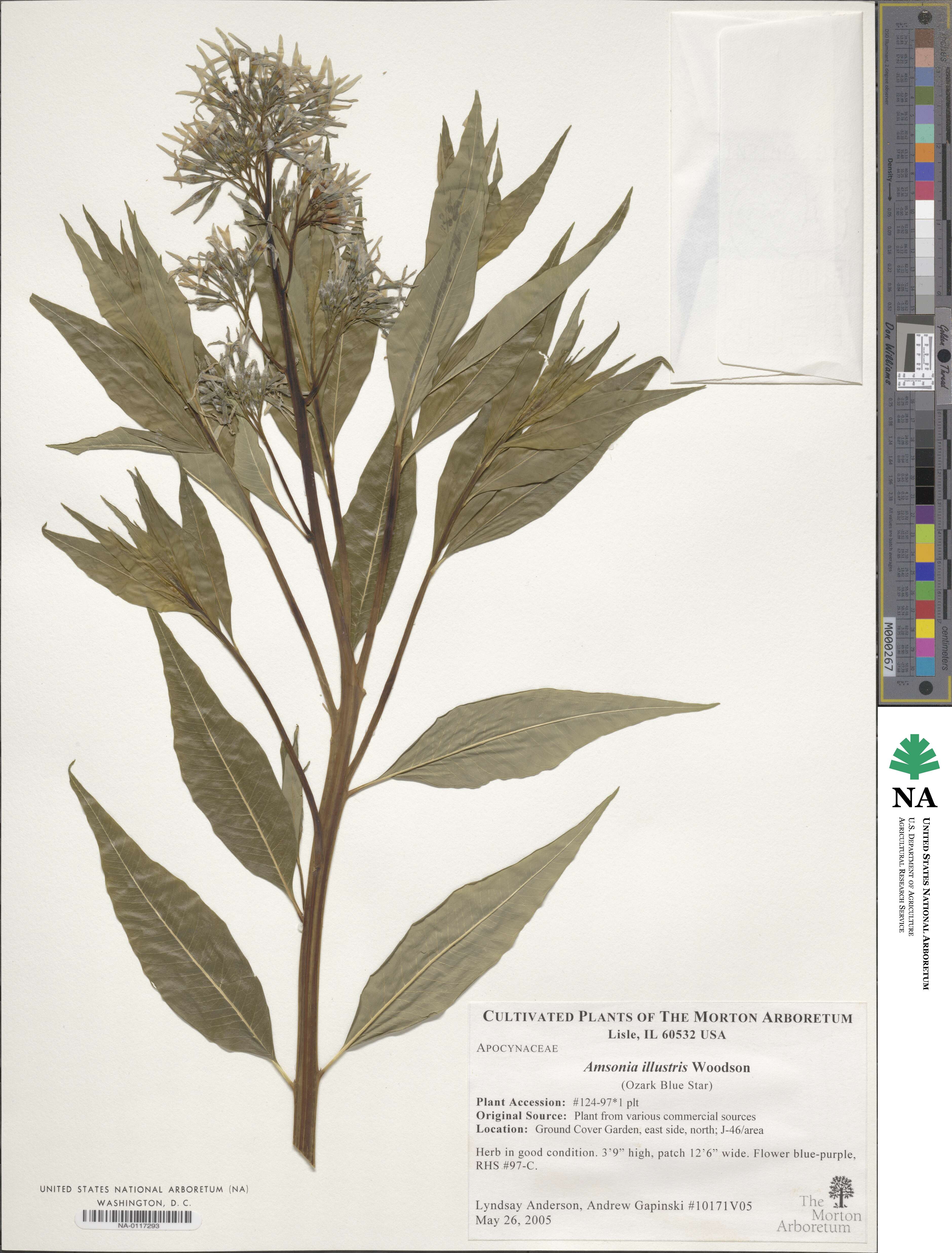 Amsonia tabernaemontana var. illustris image