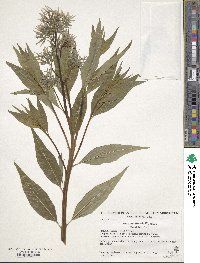 Amsonia tabernaemontana image