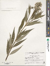 Amsonia tabernaemontana image