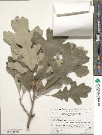 Quercus macrocarpa image