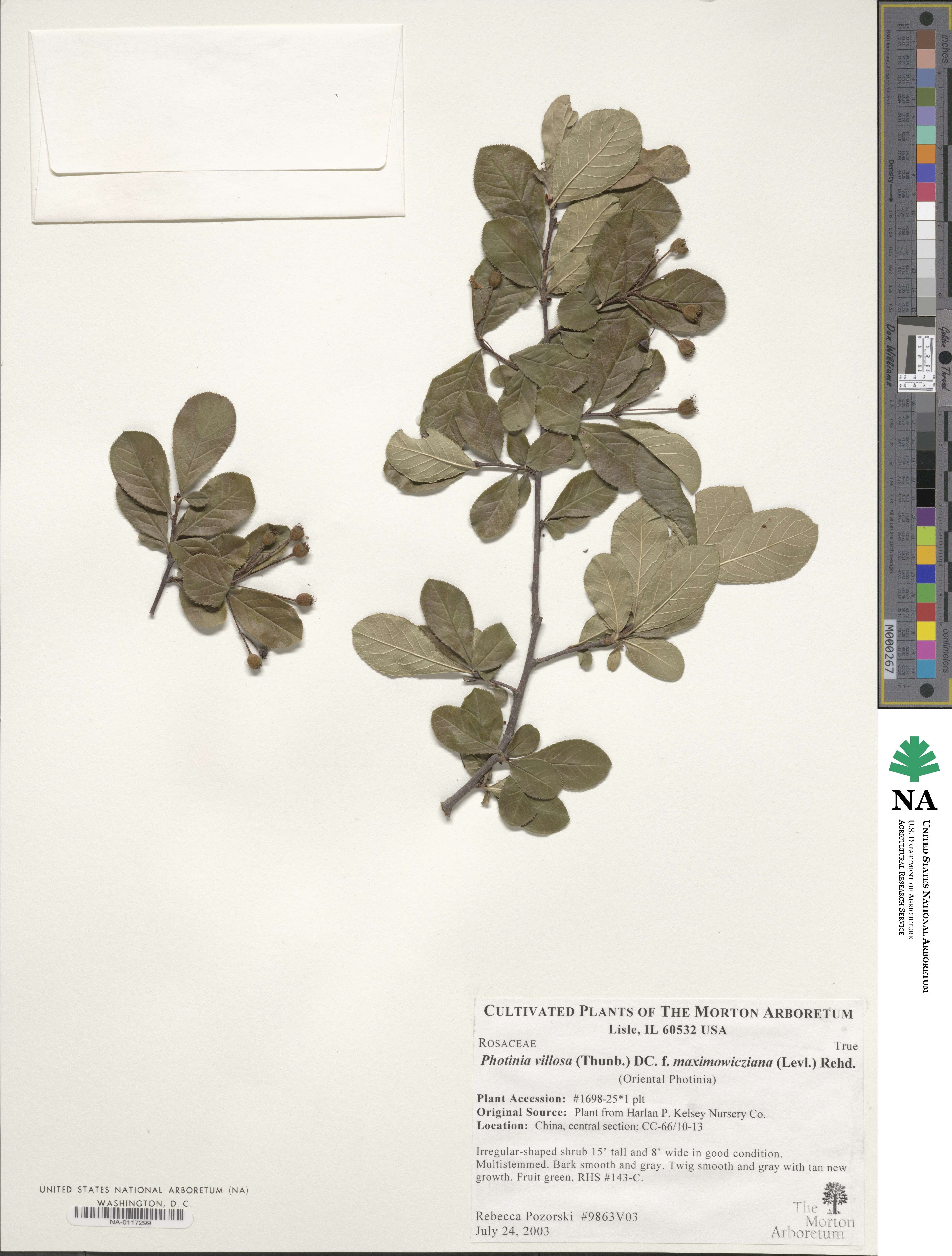 Pourthiaea villosa image