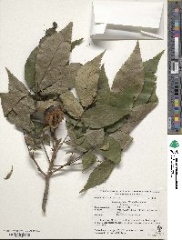 Carya laciniosa image