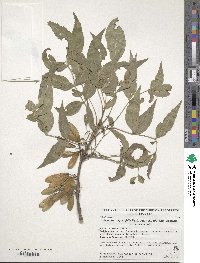 Fraxinus angustifolia image